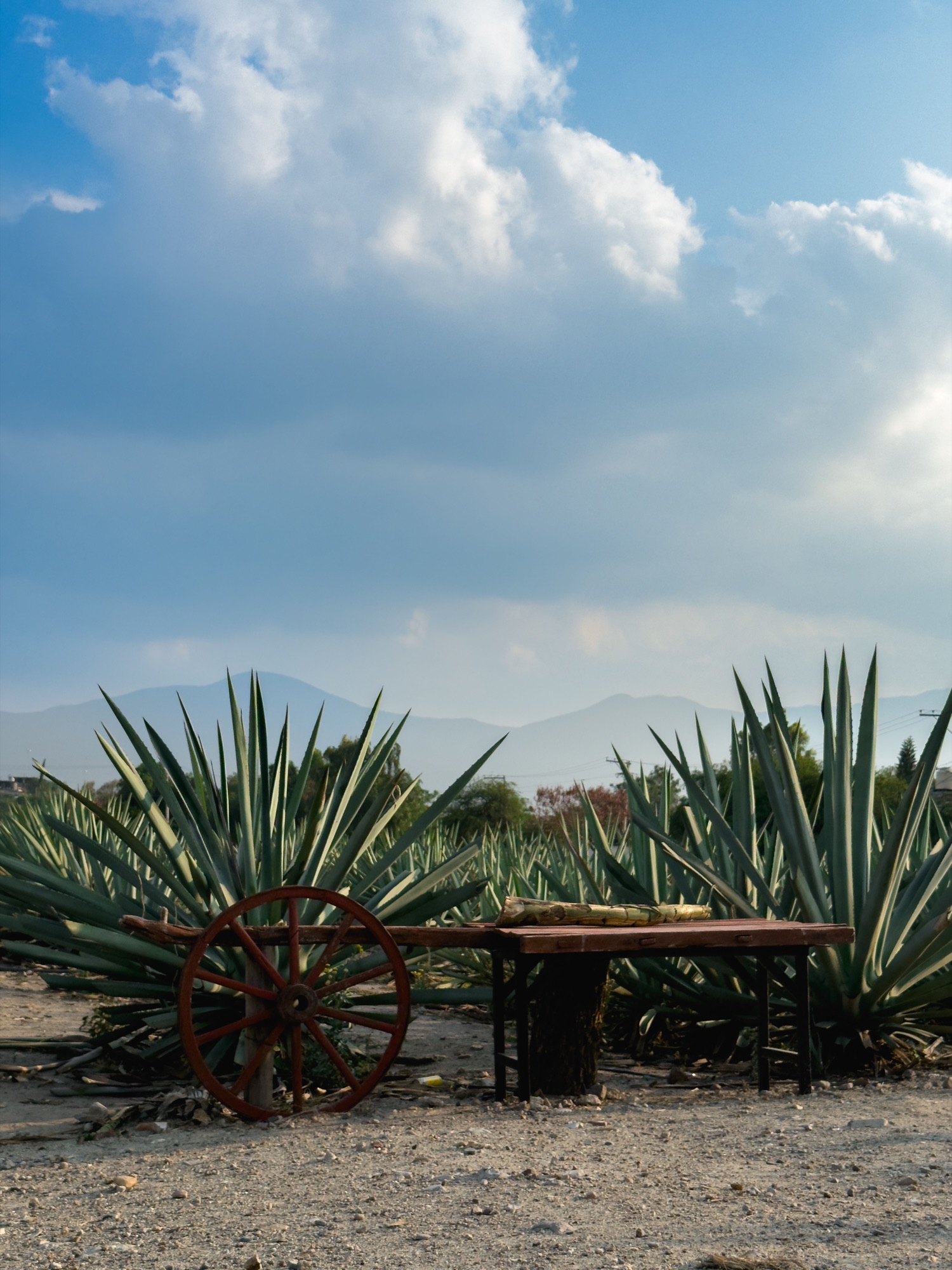 Rows of mature agave plants beneath a wide cloud-filled sky in Oaxaca
